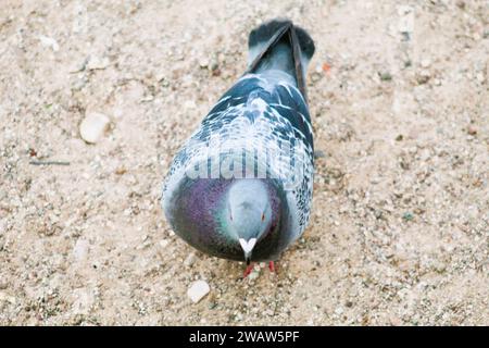 Profilo piccione nella sabbia Foto Stock