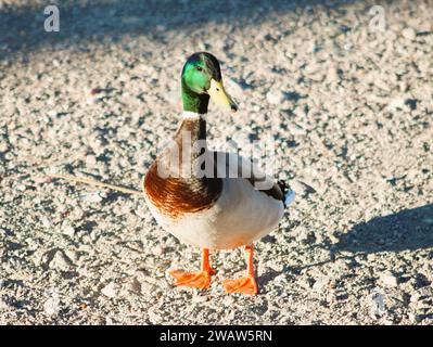 Mallards sulla costa del fiume Colorado a Bullhead City Arizona Foto Stock