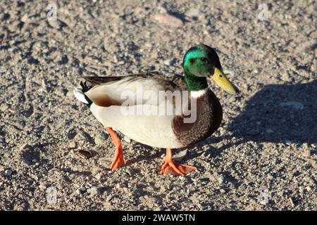 Mallards sulla costa del fiume Colorado a Bullhead City Arizona Foto Stock