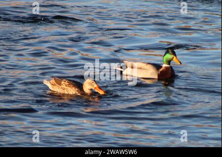 Mallards sulla costa del fiume Colorado a Bullhead City Arizona Foto Stock