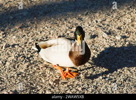 Mallards sulla costa del fiume Colorado a Bullhead City Arizona Foto Stock