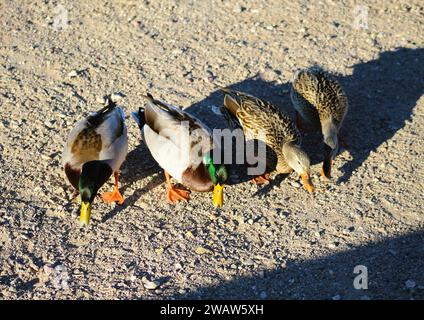 Mallards sulla costa del fiume Colorado a Bullhead City Arizona Foto Stock