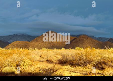 Il deserto dopo una pioggia al tramonto Foto Stock