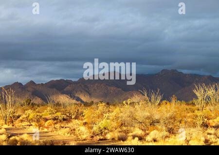 Il deserto dopo una pioggia al tramonto Foto Stock