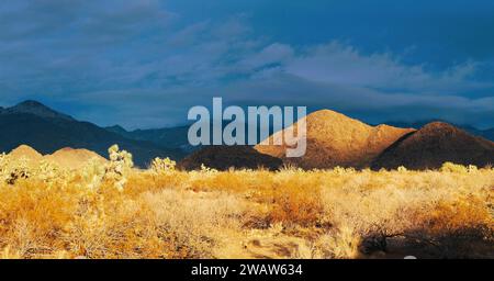 Il deserto dopo una pioggia al tramonto Foto Stock