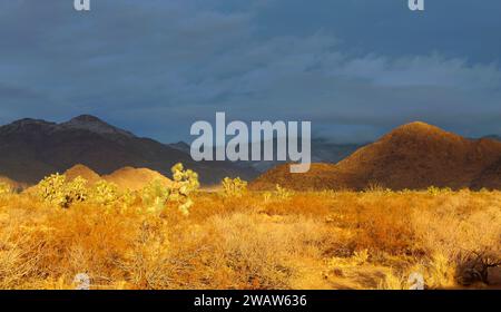 Il deserto dopo una pioggia al tramonto Foto Stock