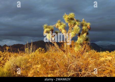 Il deserto dopo una pioggia al tramonto con l'albero di Giosuè Foto Stock