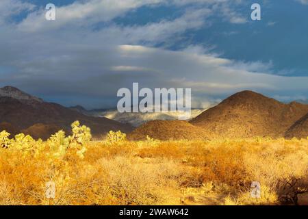 Il deserto dopo una pioggia al tramonto Foto Stock