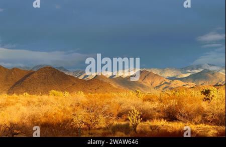 Il deserto dopo una pioggia al tramonto Foto Stock