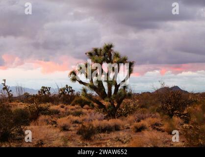 Il deserto dopo una pioggia al tramonto con l'albero di Giosuè Foto Stock