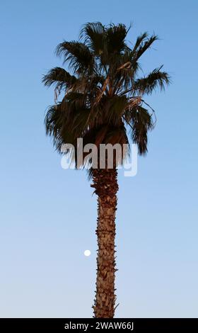 Alberi di palma nel cielo Foto Stock