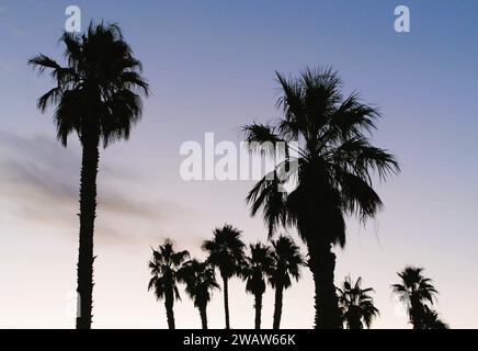 Alberi di palma nel cielo Foto Stock