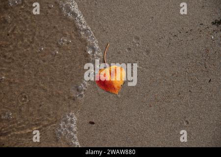 Una foglia d'autunno tra le onde su una spiaggia di Manitoba, Canada Foto Stock