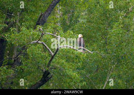 Aquila calva nel cottonwood sopra il fiume Thompson, Lolo National Forest, Montana Foto Stock