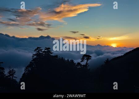 Mare di nuvole e albero di cicuta cinese al tramonto, Tianchi Lodge, Nantou, Taiwan Foto Stock