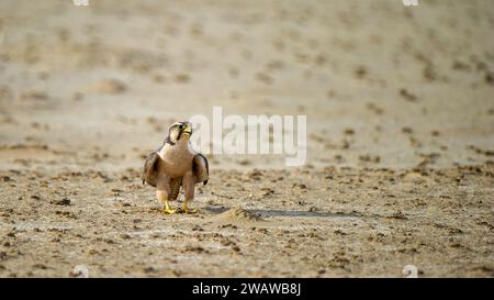 Lanner Falcon (Falco biarmicus) Kgalagadi Transborder Park, Sudafrica Foto Stock