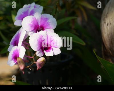 Bianco con strisce viola di Phalaenopsis Orchidee in fiore con sfondo verde naturale e nero, fiore di orchidee Moth in Thailandia Foto Stock