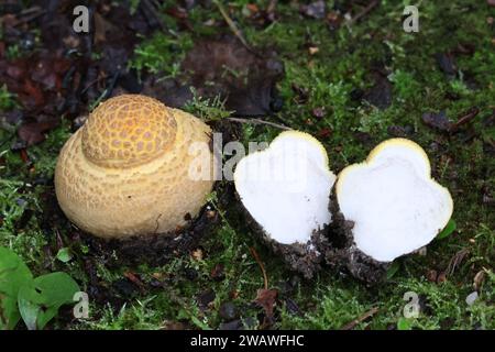 Giovanissima Amanita muscaria, comunemente nota come Fly agaric o Fly amanita, fungo velenoso proveniente dalla Finlandia Foto Stock