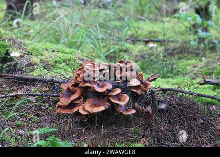 Ostoye di Armillaria, anche chiamato Armillaria solidifices, comunemente conosciuto come fungo scuro del miele, fungo selvatico dalla Finlandia Foto Stock