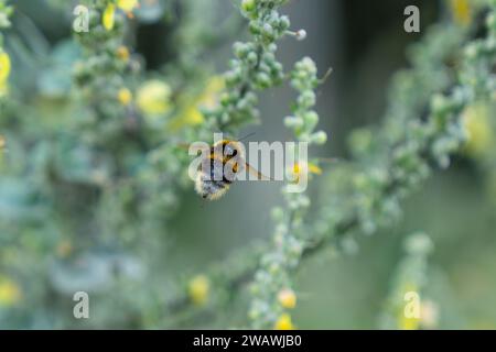 Volando via, le bombi-api raccolgono polline dal fiore giallo della pianta di mulleina con sacco di polline completo in nuova Zelanda. Foto Stock