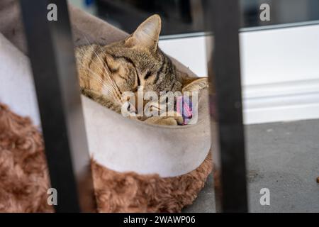 Gatto domestico che dorme nel letto di gatto Foto Stock