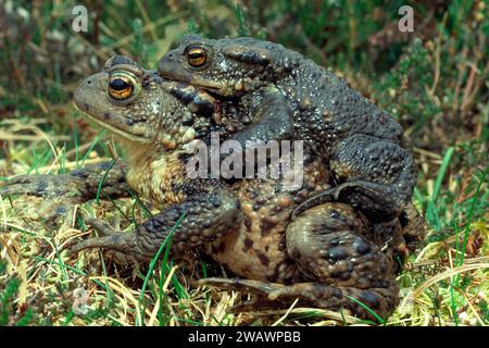 Maschio e femmina comune Toads bufo bufo accoppiamento all'inizio della primavera Foto Stock
