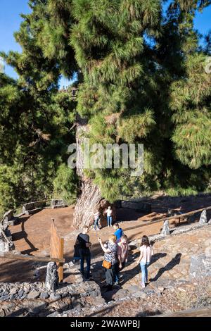 Vilaflor, Tenerife, Spagna - 04.12.2023: Turisti a Pino Gordo, il più grande albero di pino delle Canarie (Pinus canariensis) del mondo Foto Stock