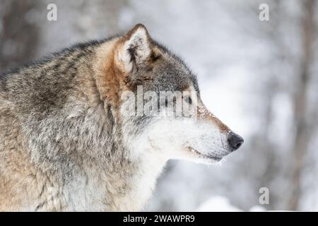 Primo piano di un bel lupo sulla neve nella splendida foresta invernale Foto Stock