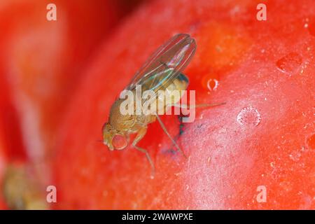 Cherry drosophila chiamata anche drosophila ad ala maculata (Drosophila suzukii). Parassita economicamente importante di vari frutti. Una femmina su un infestato Foto Stock