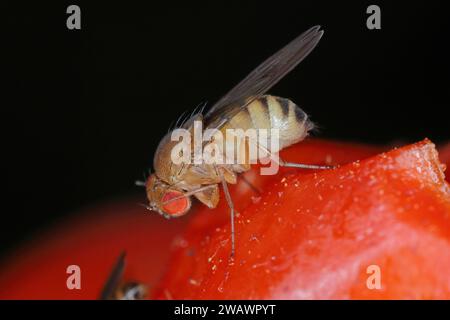 Cherry drosophila chiamata anche drosophila ad ala maculata (Drosophila suzukii). Parassita economicamente importante di vari frutti. Una femmina su un infestato Foto Stock