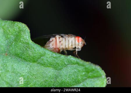 Cherry drosophila chiamata anche drosophila ad ala maculata (Drosophila suzukii). Parassita economicamente importante di vari frutti. Foto Stock