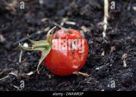 Cherry drosophila chiamata anche drosophila ad ala maculata (Drosophila suzukii). Parassita economicamente importante di vari frutti. Foto Stock