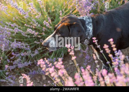 Il cane siede nel pittoresco campo di lavanda. Paesaggio fiorito, cane bianco e nero seduto in un campo di fiori di lavanda viola. Foto Stock