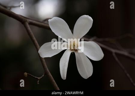 Fiore Magnolia kobus in fiore da vicino nel giardino. Foto Stock