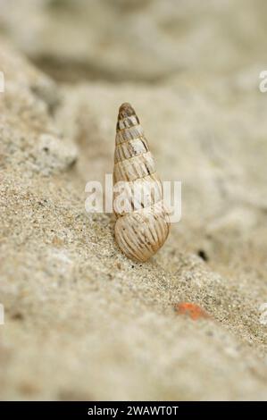 Dettaglio verticale dettagliato su una lumaca appuntita, Cochlicella acuta, seduta su una pietra Foto Stock