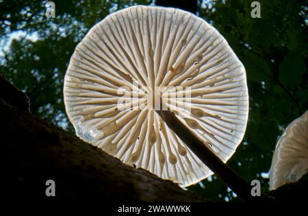 Fungo di porcellana (Mucidula mucida), corpo fruttifero su faggio di deadwood (Fagus sylvatica), Assia, Germania Foto Stock