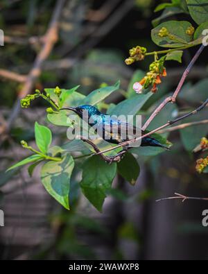 Loten's sunbird (Cinnyris lotenius), noto anche come sunbird a becco lungo o sunbird dal petto di marrone, è un sunbird endemico dell'India peninsulare Foto Stock