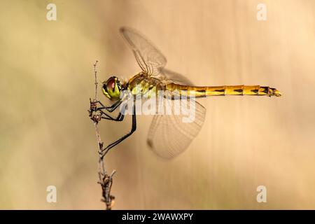 Ruddy darter (Sympetrum sanguineum), donna, Vallese, Svizzera Foto Stock