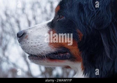 Primo piano del volto di un cane, Bernese Mountain Dog, con dettagli precisi, Stoccarda, Baden-Wuerttemberg, Germania Foto Stock