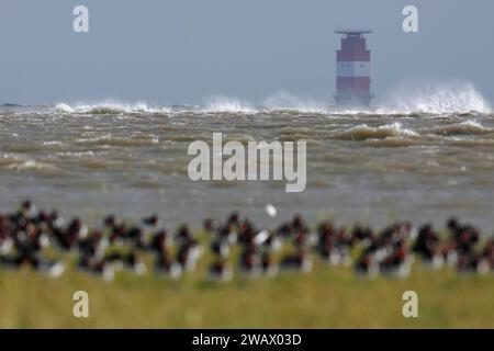 L'oystercatcher eurasiatico (Haematopus ostralegus), gruppo di riposo nella palude salata, faro di Mellumplate, Parco Nazionale del Mar Wadden della bassa Sassonia, Est Foto Stock