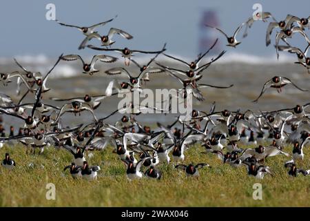 Cacciatore di oystercatcher eurasiatico (Haematopus ostralegus), stendendo il gregge nella palude salata, stagione migratoria, migrazione di uccelli, Mar Wadden della bassa Sassonia Foto Stock