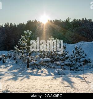 L'inverno svela la sua magia scenica: Abeti smerigliati che fiancheggiano la spiaggia, arazzi di pineta e luce del sole che intreccia calore nella scena baciata dalla neve. Foto Stock