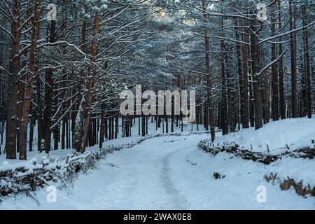 La sinfonia dell'inverno: Il sole organizza un balletto di luci e ombre tra i pini innevati, il tranquillo capolavoro della natura. Foto Stock