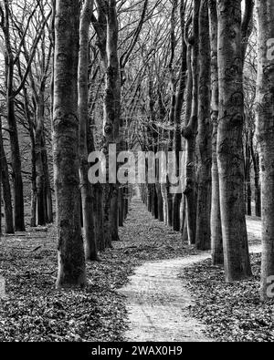 Una fotografia in bianco e nero con un sentiero panoramico attraverso un'area boscosa, con alberi alti su entrambi i lati del sentiero Foto Stock