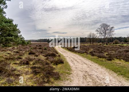 Una tortuosa strada sterrata si estende attraverso un pittoresco paesaggio di lussureggianti prati verdi e alti alberi Foto Stock