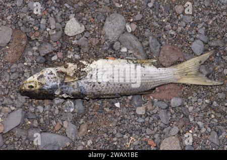 Il trillo grigio dorato Chelon aurata è morto. San Sebastian de la Gomera. La Gomera. Isole Canarie. Spagna. Foto Stock