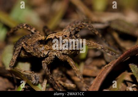 Ragno lupo sul pavimento della foresta. Parco nazionale di Garajonay. La Gomera. Isole Canarie. Spagna. Foto Stock