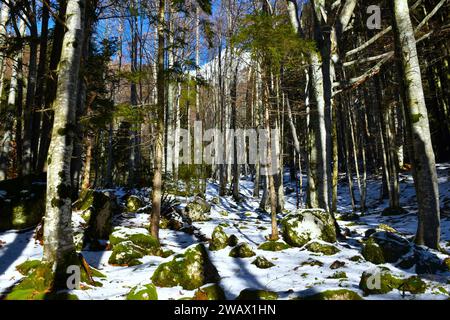 Foresta di faggi temperata decidua in inverno con rocce ricoperte di muschio che coprono il terreno Foto Stock