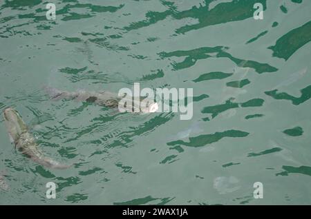 Triglie grigie dorate Chelon aurata. Valle Gran Rey. La Gomera. Isole Canarie. Spagna. Foto Stock