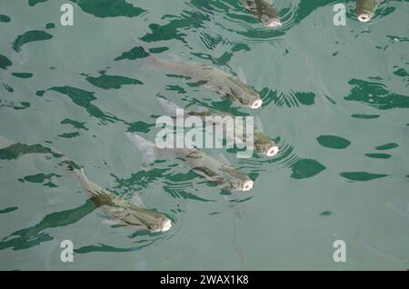 Triglie grigie dorate Chelon aurata. Valle Gran Rey. La Gomera. Isole Canarie. Spagna. Foto Stock